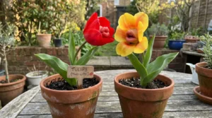 tulip puns